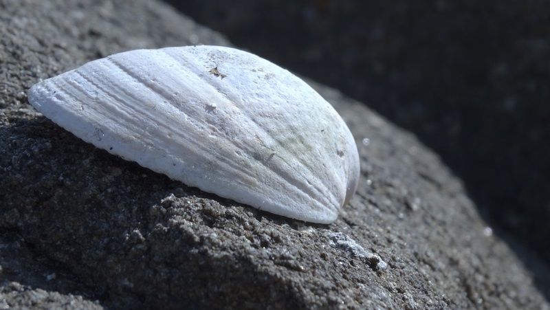 coquillage