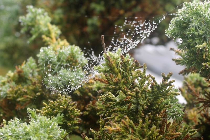 rosée du matin