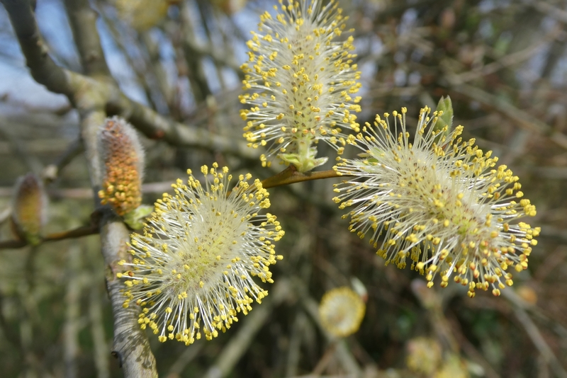 salix