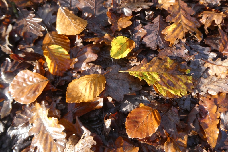 Trecesson (1)