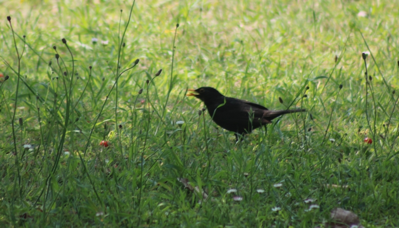 IMG_1492 b - Copie