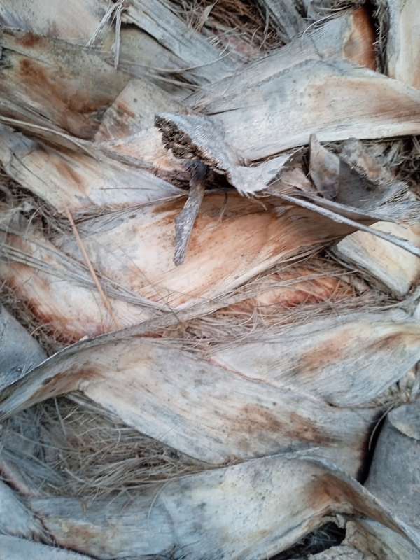 IMG_20230501_204524_1