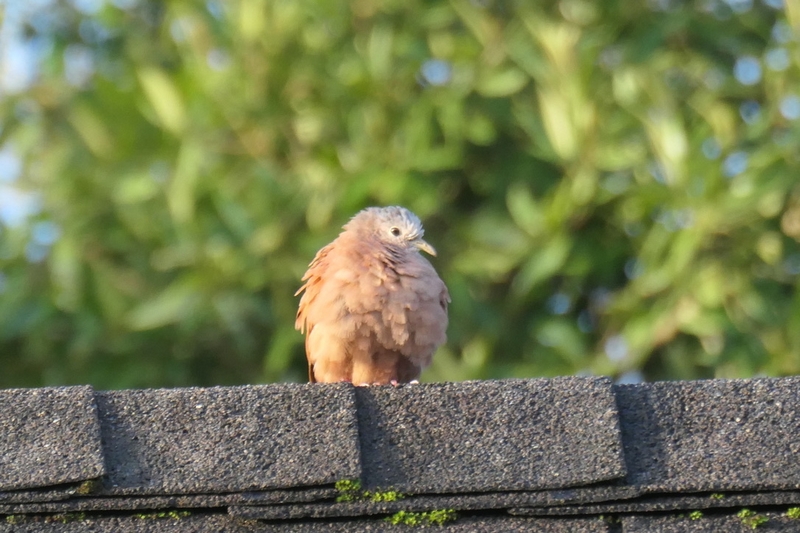 Club photo janvier 2026