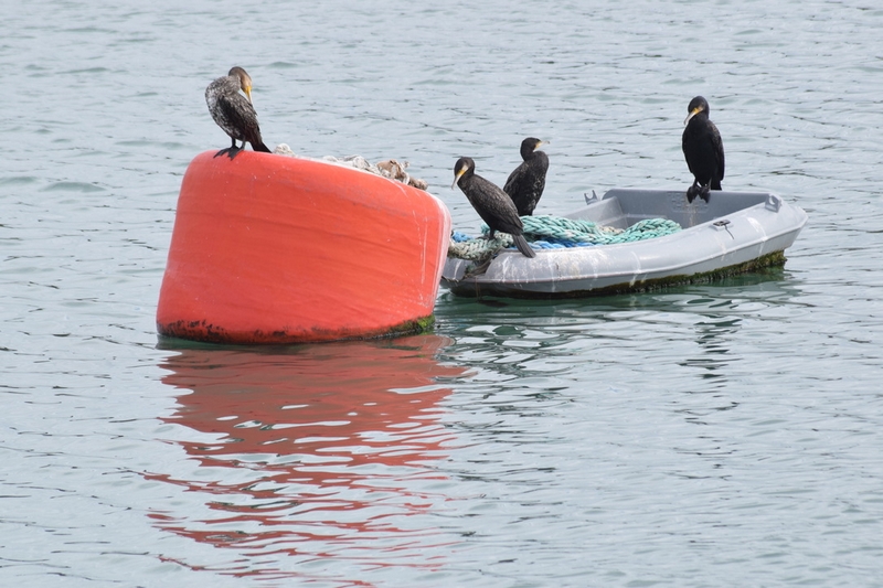 57C5632E-0948-4A8C-990B-7AB78C5BDF27_1_105_c - Copie