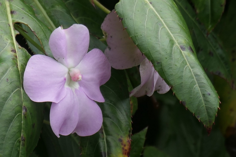 6B2ADD35-D0D1-4277-9064-45EF7DE688BE_1_105_c